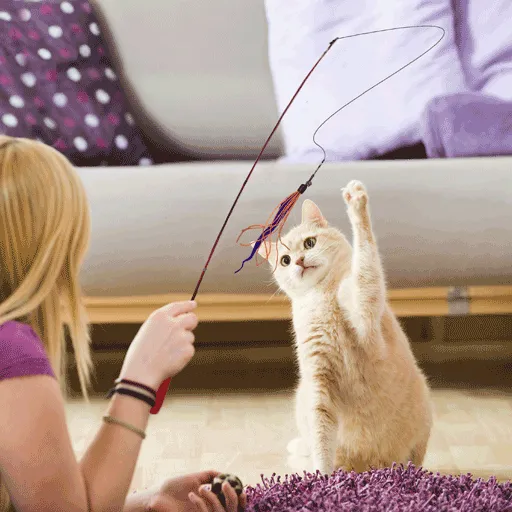 Cat's Meow