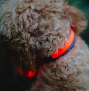 Zoon Flash & Go Rechargeable Collar